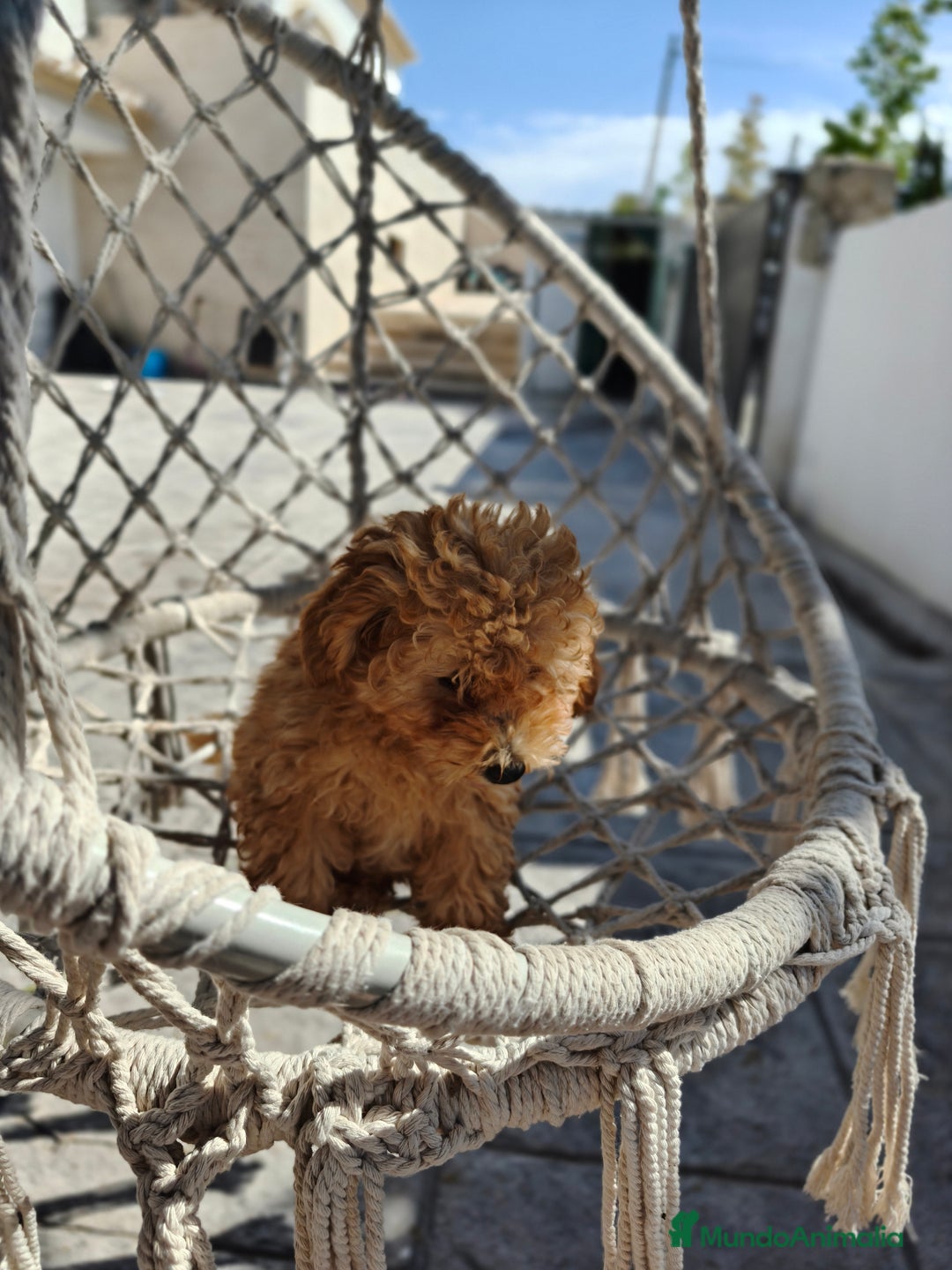 Caniche Toy perros en venta: Caniche Toy excelente  - Imagen 6