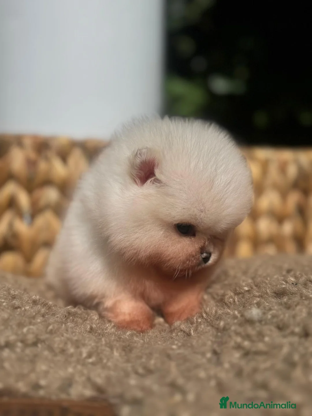 Pomerania perros en venta: BEBES POMERANIA BLANCOS LOS MAS MINI Y PELUDOS - Anuncio 4