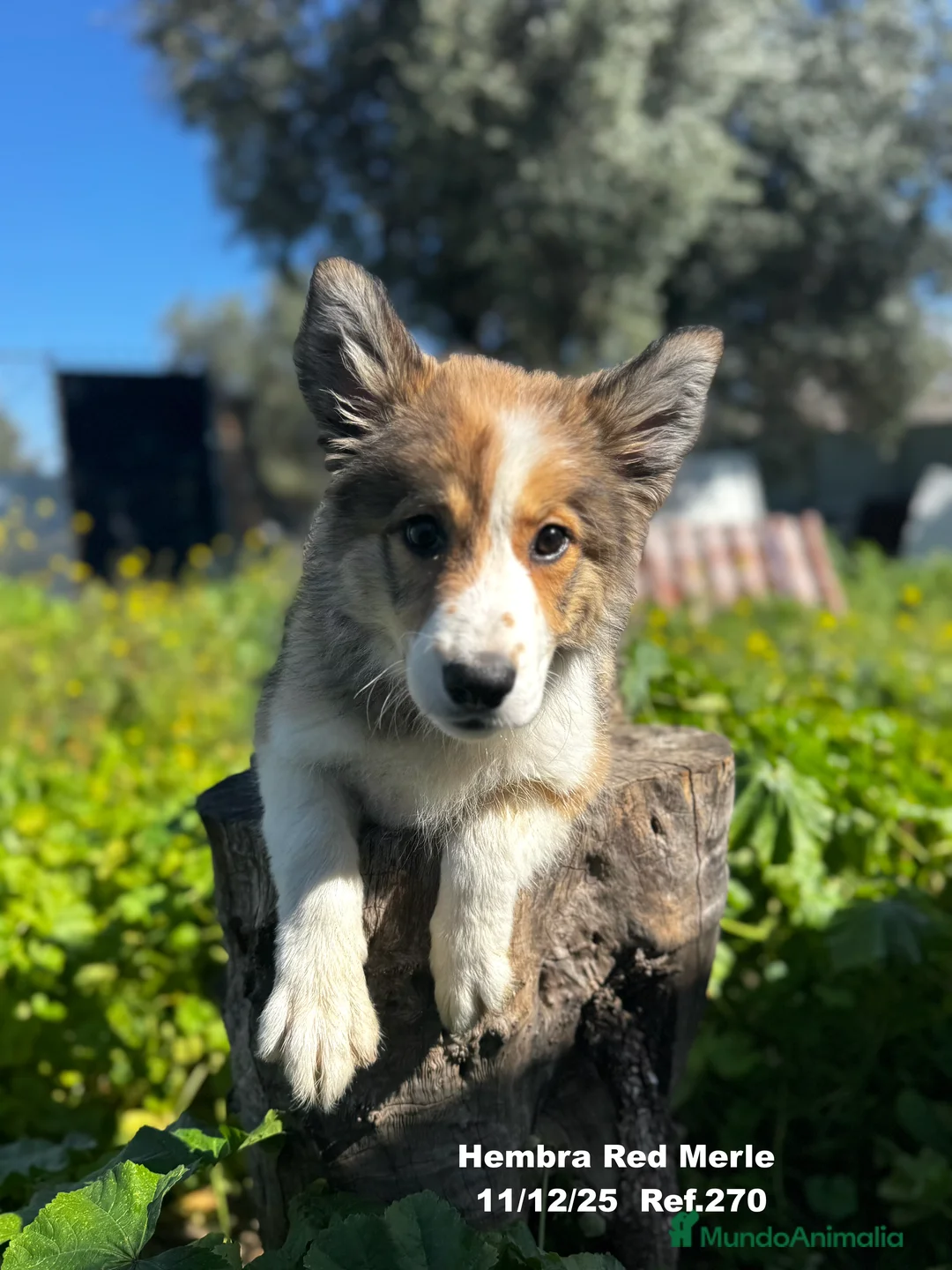Border Collie perros en venta: Border Collie De Villa Biznaga - Anuncio 3