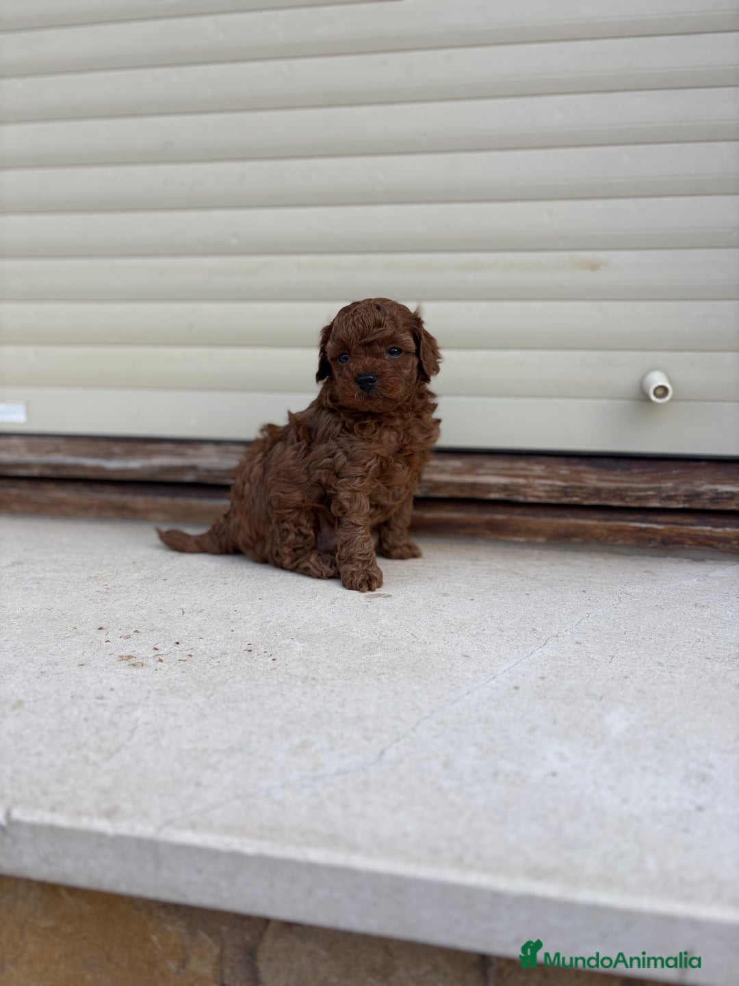 Caniche Toy perros en venta: Caniche Toy rojo intenso  - Anuncio 4