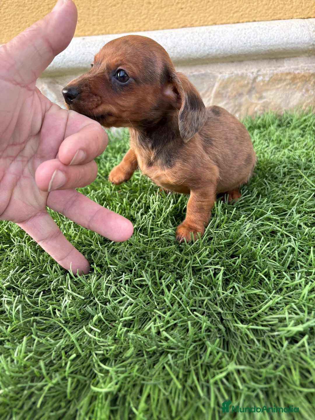 Teckel Miniatura perros en venta: Teckel Kaninchen merle chocolate diluido  - Anuncio 18