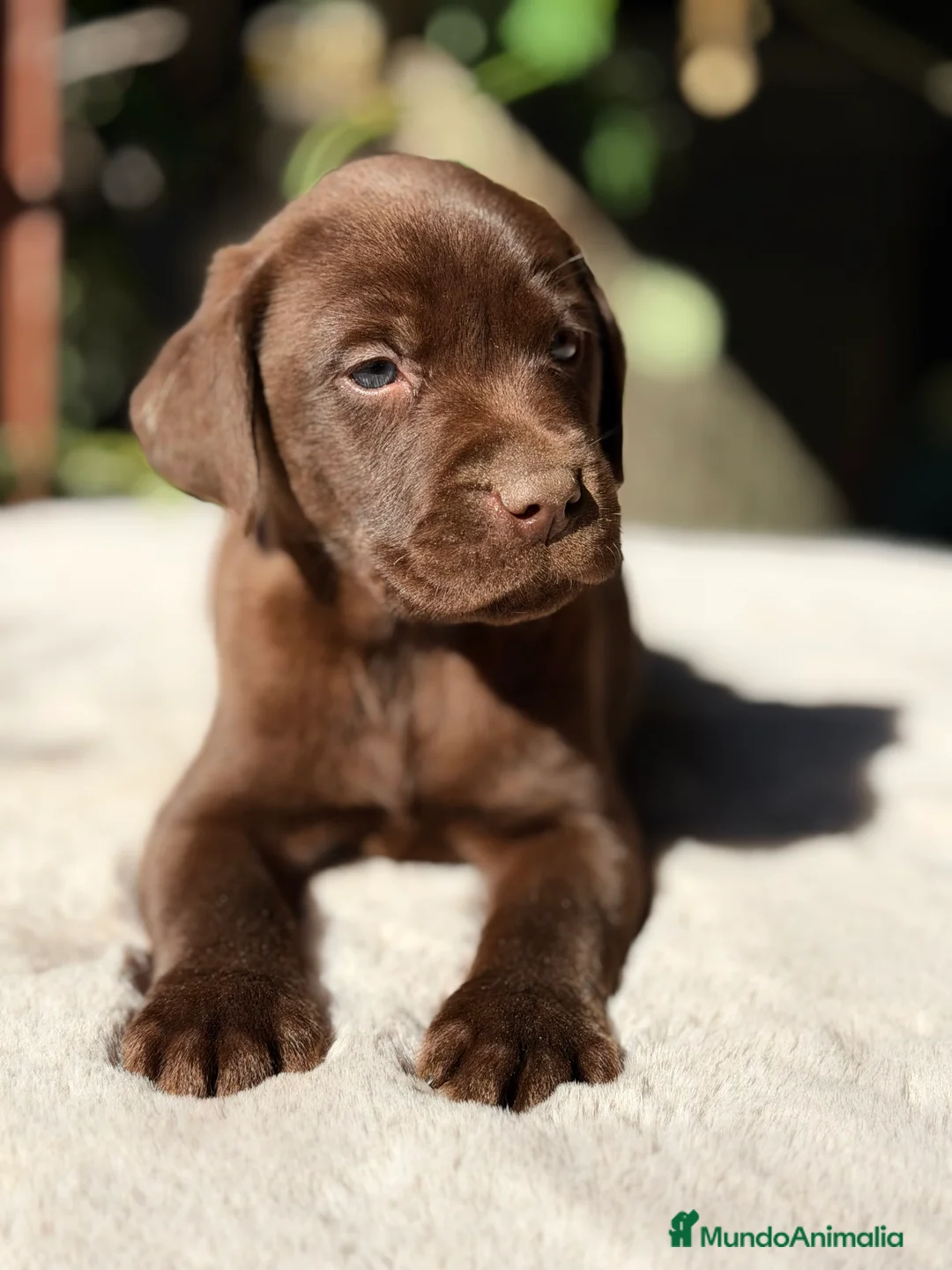 Labrador Retriever perros en venta: Labrador chocolate  - Anuncio 1