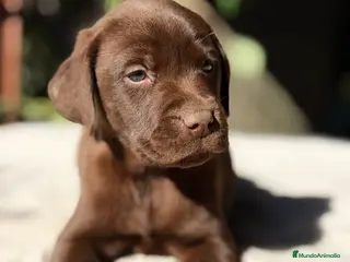 Labrador Retriever perros Labrador chocolate - Anuncio 5