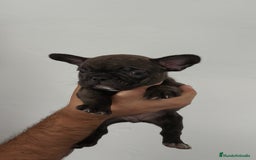 Bulldog Francés perros en venta: Bulldog francés hembra  - Imagen 4