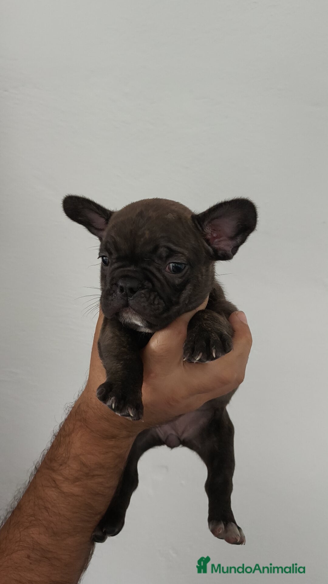 Bulldog Francés perros en venta: Bulldog francés hembra  - Imagen 4