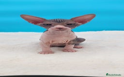 Sphynx gatos en venta: Precioso machito tabby  - Imagen 1