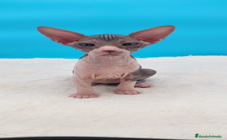 Sphynx gatos - Anuncio 9