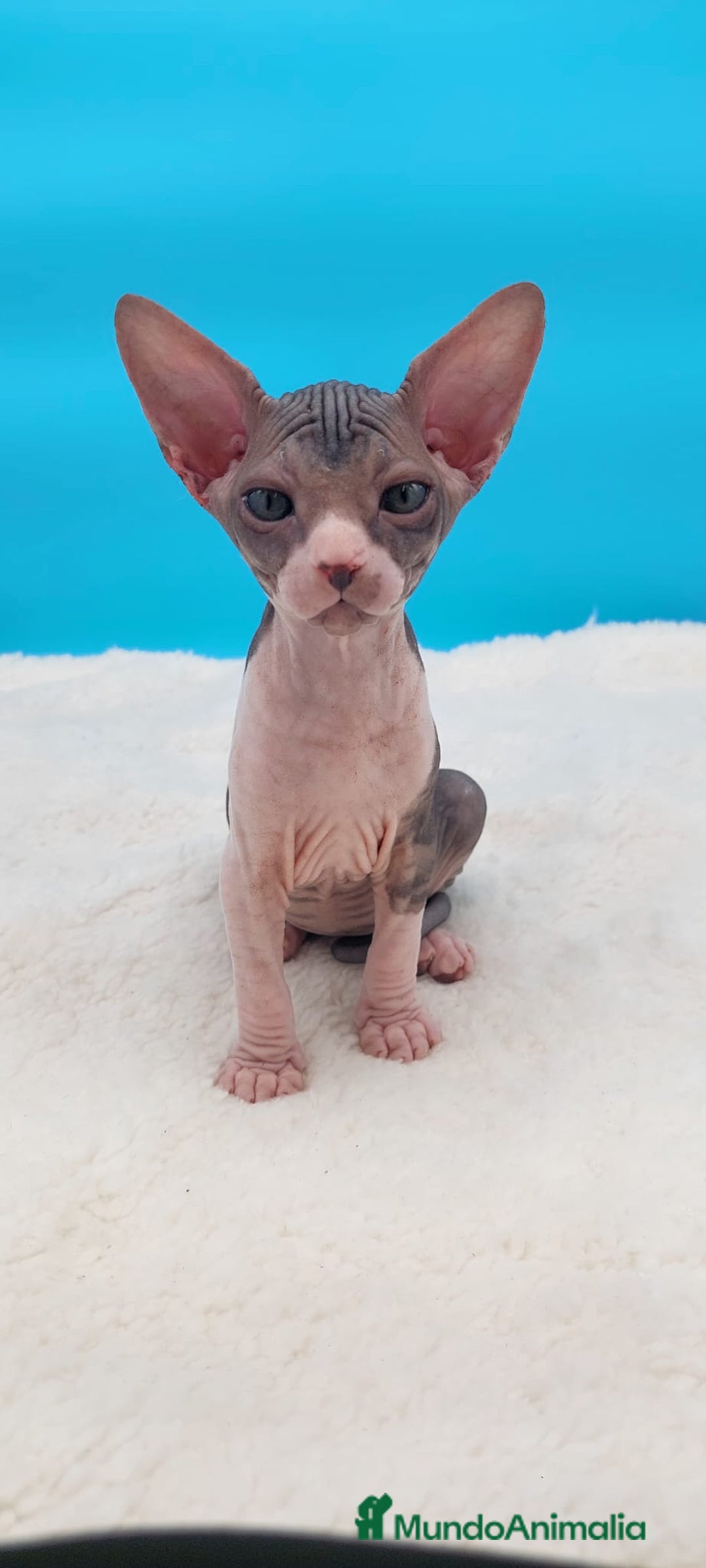 Sphynx gatos en venta: Precioso machito tabby  - Imagen 1