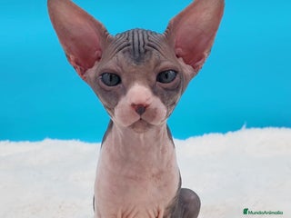 Sphynx gatos - Anuncio 6