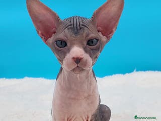 Sphynx gatos Precioso machito tabby - Anuncio 26