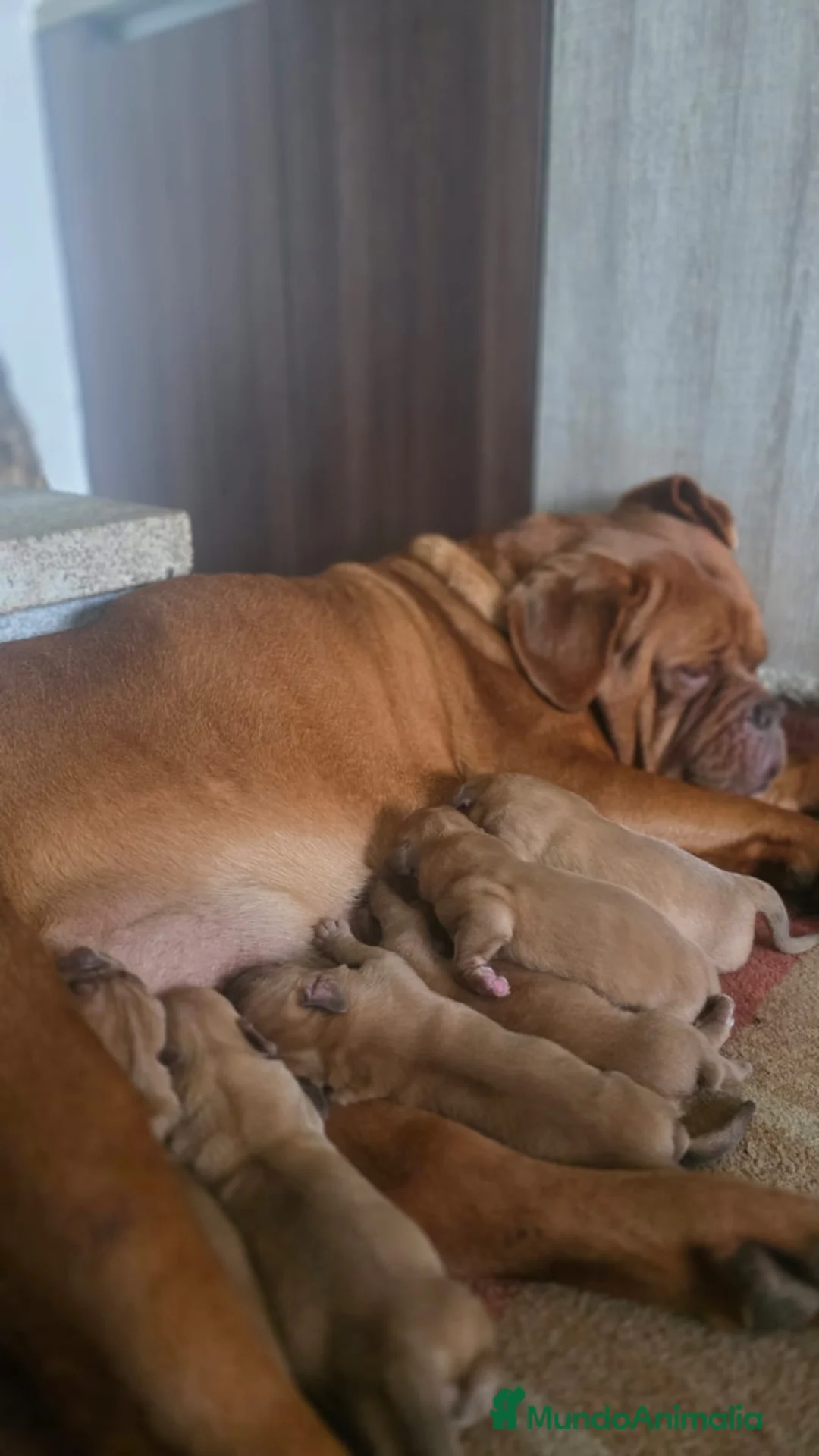 Dogo de Burdeos perros en venta: Camada de dogo de Burdeos - Anuncio 2