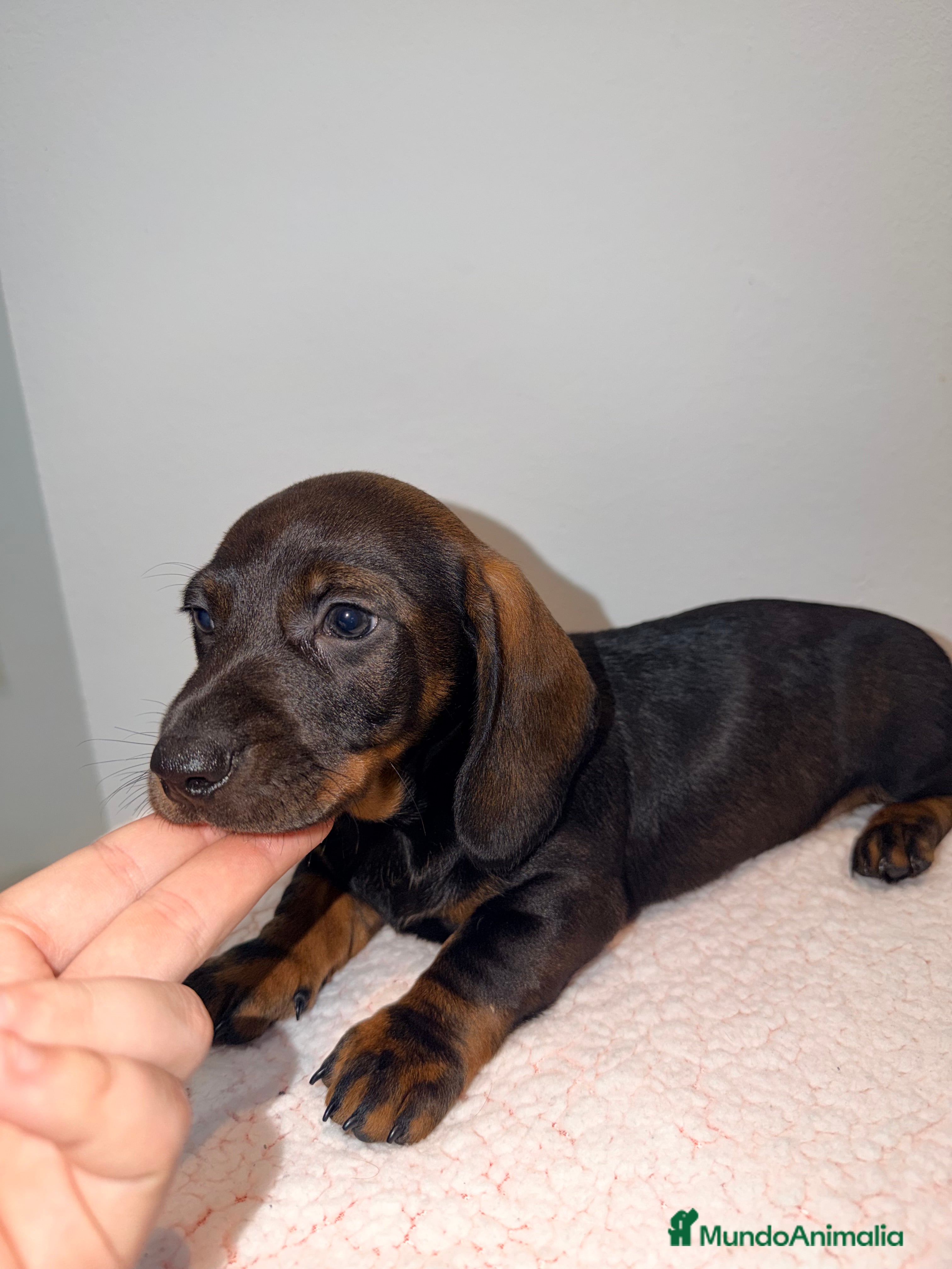 Teckel Miniatura perros Teckel negro fuego venado  - Anuncio 1