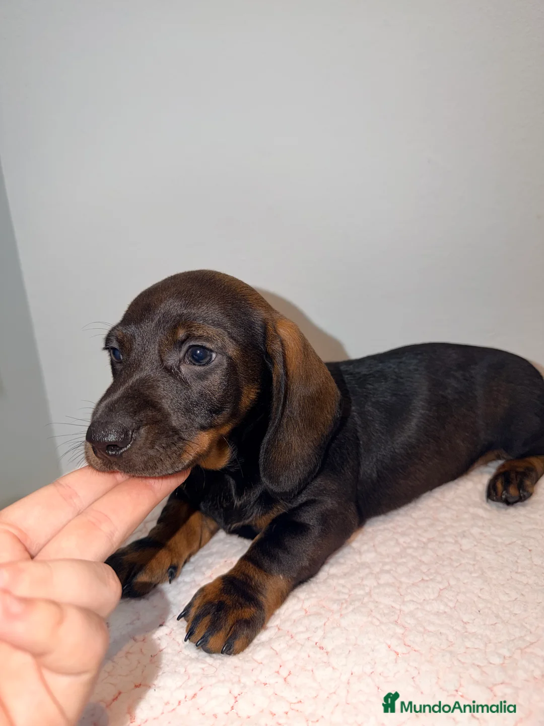 Teckel Miniatura perros en venta: Teckel negro fuego venado  - Anuncio 1