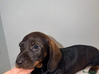 Teckel Miniatura perros Teckel negro fuego venado - Anuncio 2