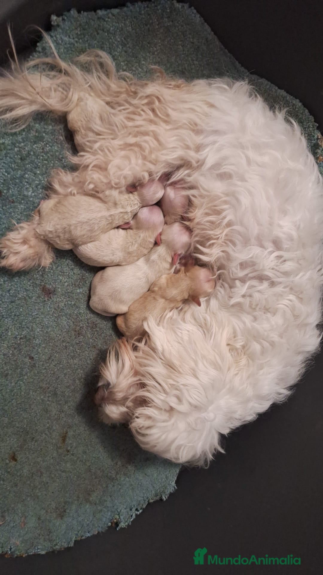 Maltipoo perros en venta: Maltipoo Hembras - Anuncio 3