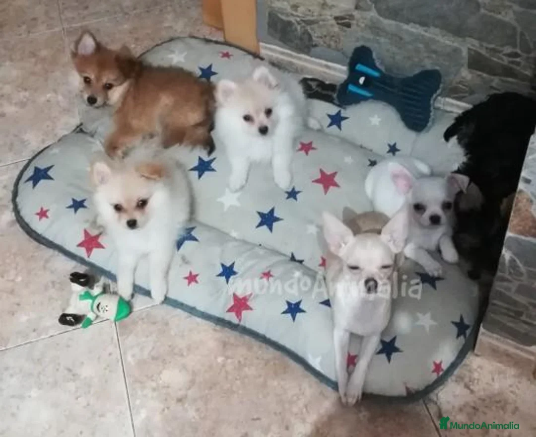 Imagen de galería {{count}}