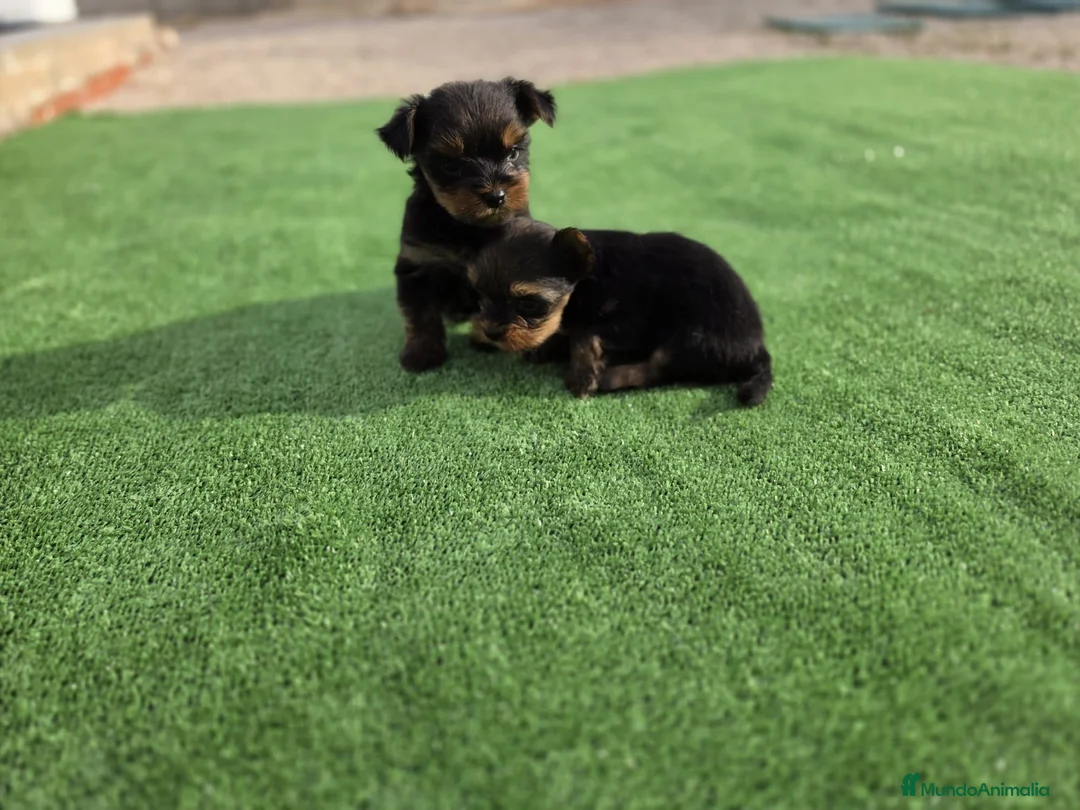 Yorkshire Terrier perros en venta: Cachorritos macho Yorkshire terrier - Anuncio 2