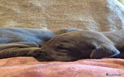 Dogo Alemán perros en venta: Dogo Alemán Azul - Imagen 8