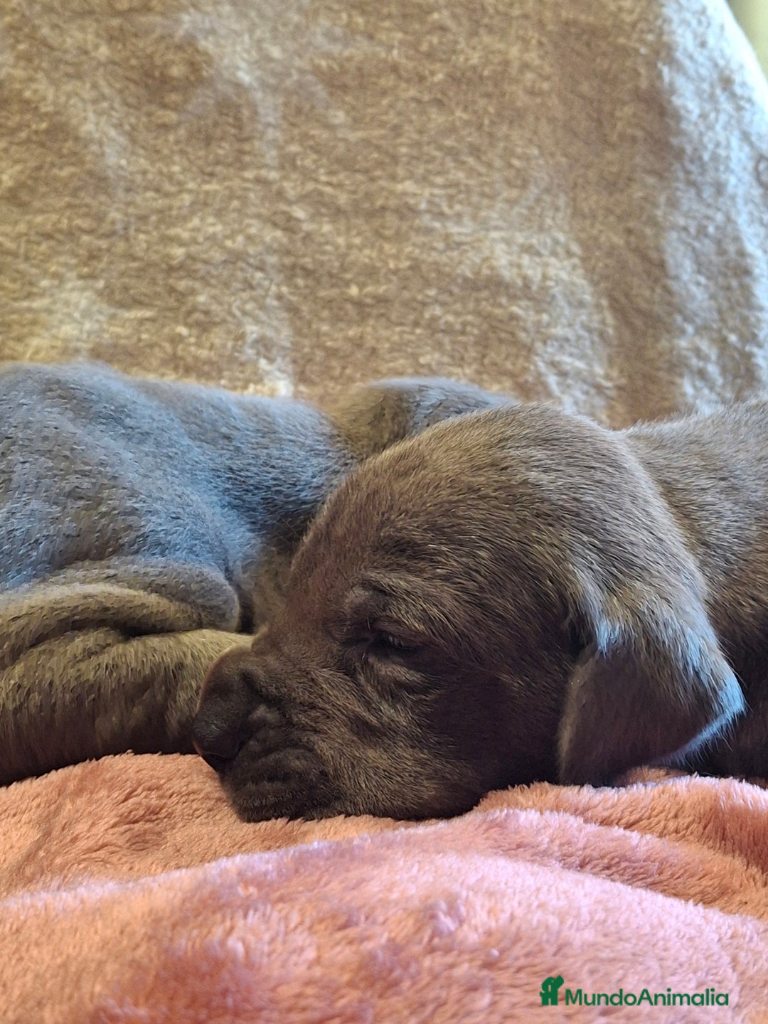 Dogo Alemán perros en venta: Dogo Alemán Azul - Imagen 8