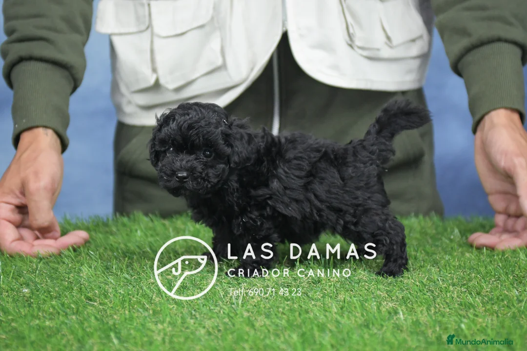 Caniche Enano perros en venta: Machos de caniche color negro - Anuncio 1