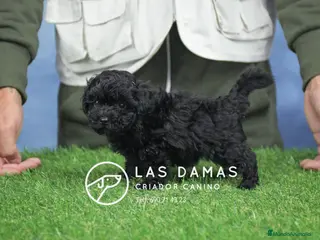 Caniche Enano perros Machos de caniche color negro - Anuncio 1