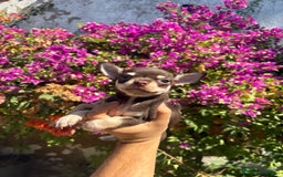 Chihuahua perros en venta: Chihuhua Toy chocolate  - Imagen 2