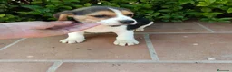 Beagle perros en venta: Cachorros de Beagle - Anuncio 1