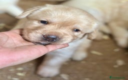 Labrador Retriever perros en venta: LABRADORES AMARILLOS DISPONIBLES - Imagen 5