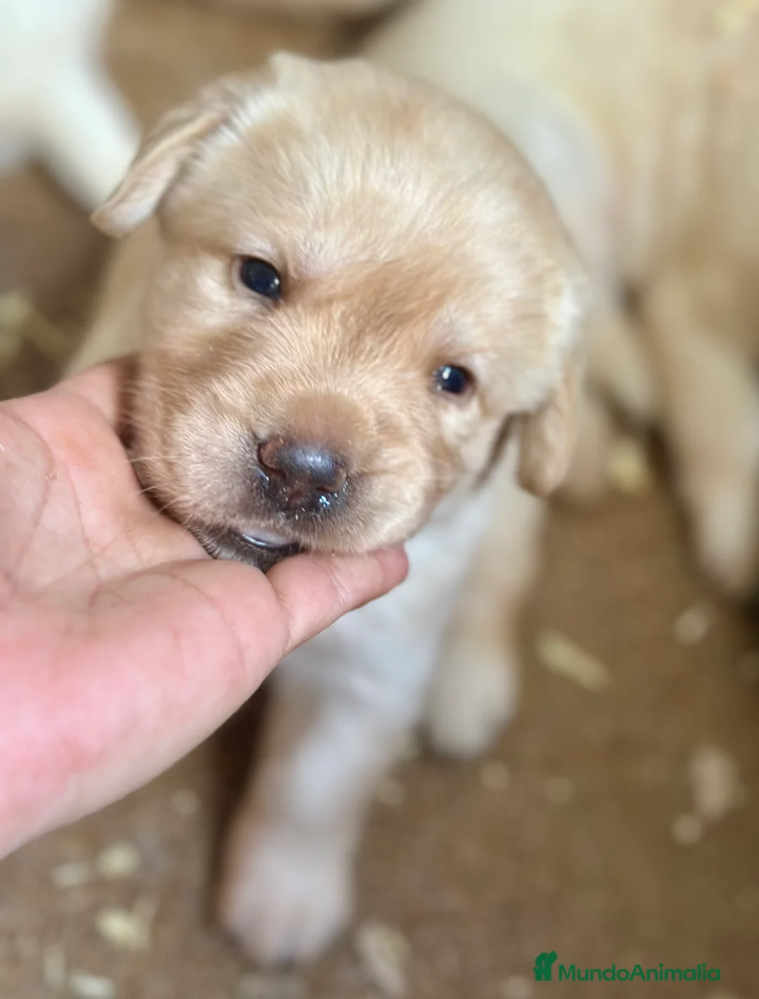 Labrador Retriever perros en venta: LABRADORES AMARILLOS DISPONIBLES - Anuncio 5