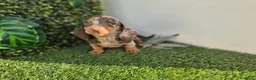 Teckel Miniatura perros en venta: TECKEL MINI & KANNICHEN - Anuncio 3