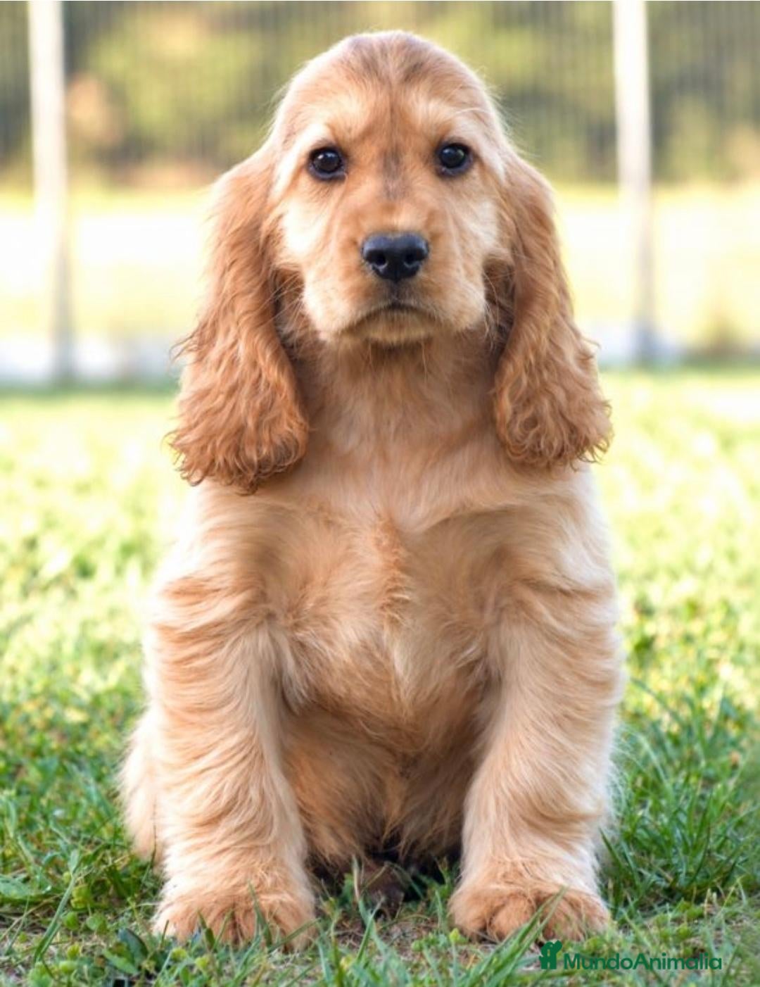 Cocker Spaniel Inglés perros en venta: CRIADERO DE COCKER EN CATALUÑA  - Anuncio 2
