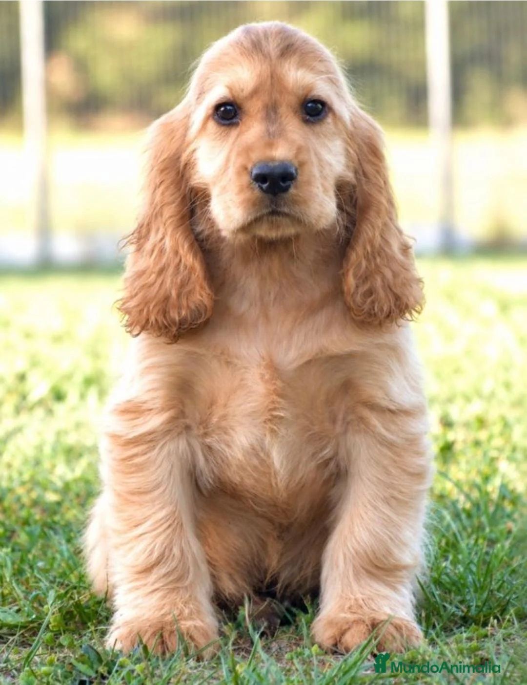 Cocker Spaniel Inglés perros en venta: CRIADERO DE COCKER EN CATALUÑA  - Anuncio 2