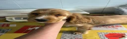 Cocker Spaniel Inglés perros en venta: Cocker spanial inglés  - Anuncio 2