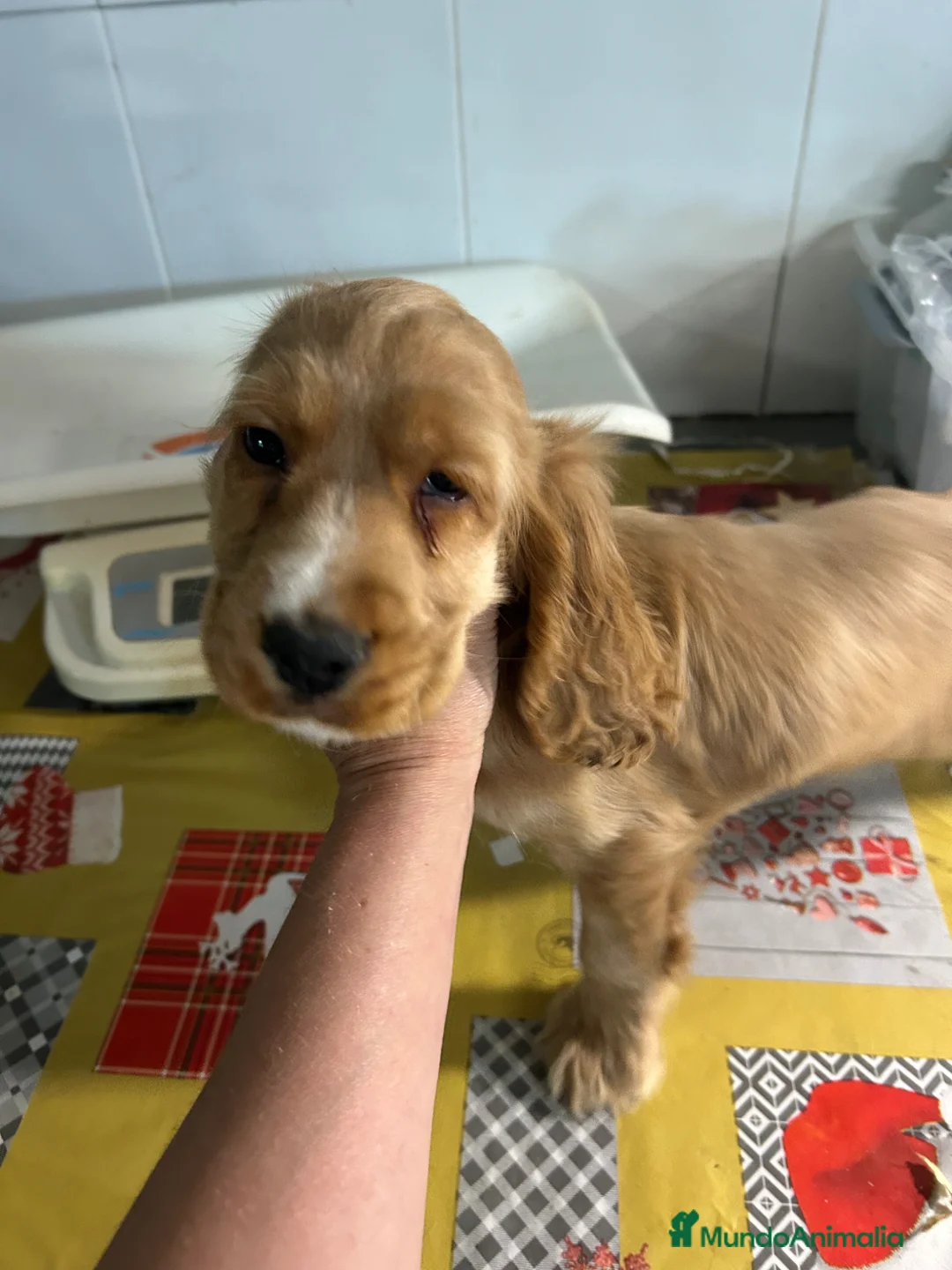 Cocker Spaniel Inglés perros en venta: Cocker spanial inglés  - Anuncio 2