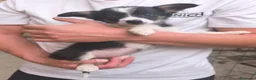 Raza Mixta perros en venta: Cachorros cruze border collie! Raza pequeña! - Anuncio 2