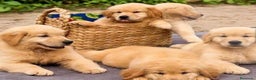Golden Retriever perros en venta: Golden retriever en Badajoz - Anuncio 1
