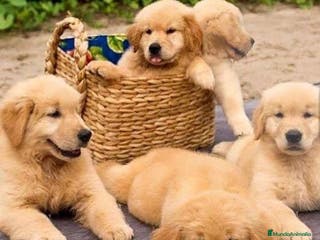 Golden Retriever perros Golden retriever en Badajoz - Anuncio 2