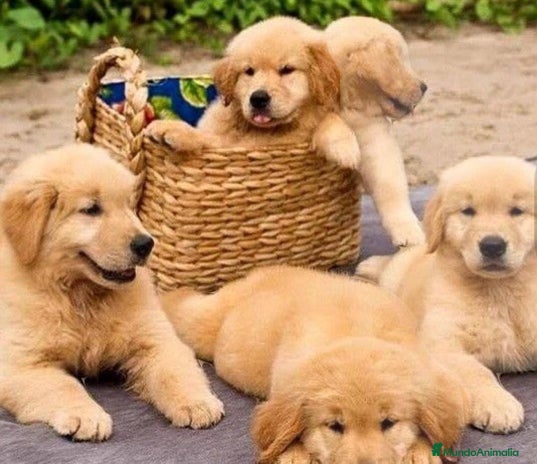 Golden Retriever perros en Badajoz - Anuncio 10