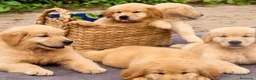 Golden Retriever perros en venta: Golden retriever en Badajoz - Anuncio 1
