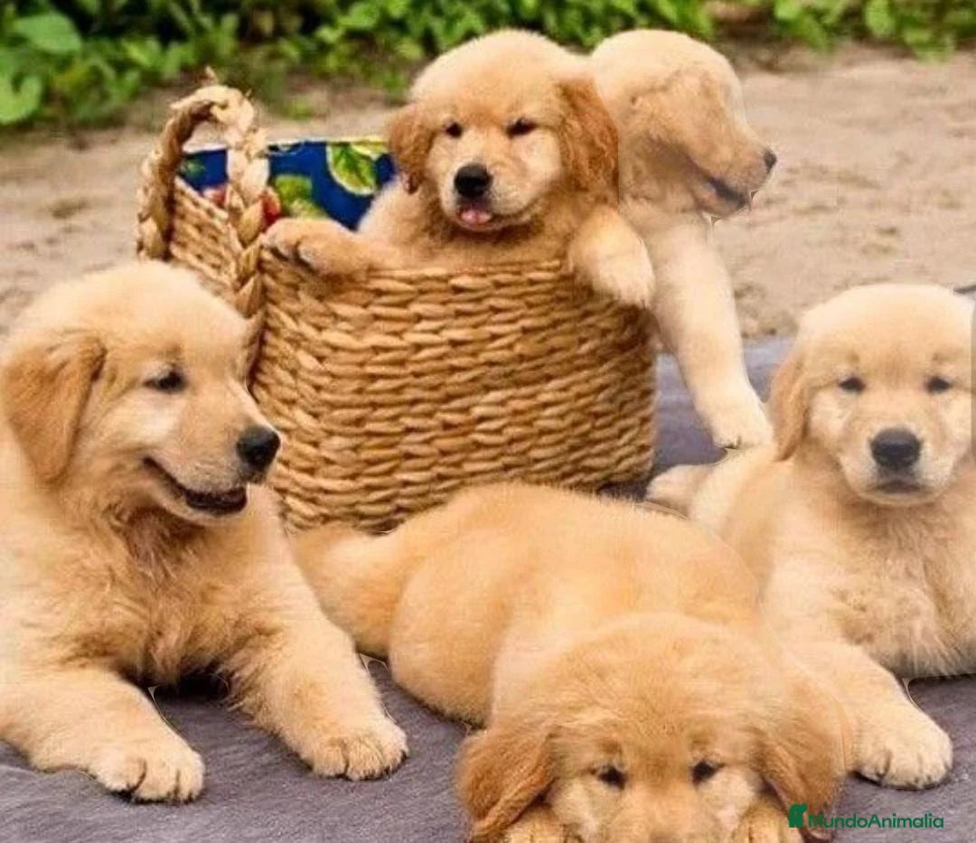 Golden Retriever perros en venta: Golden retriever en Badajoz - Anuncio 1