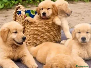 Golden Retriever perros Golden retriever - Anuncio 12