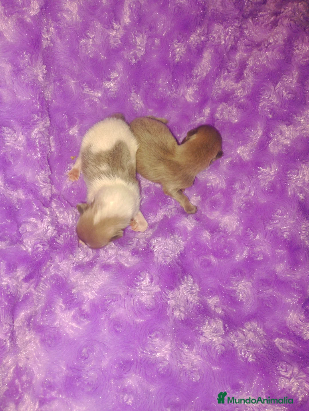 Pomerania perros en venta: Pareja de pomerania toy (De verdad) - Anuncio 1