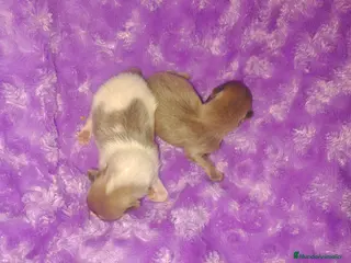 Pomerania perros Pareja de pomerania toy (De verdad) - Anuncio 2