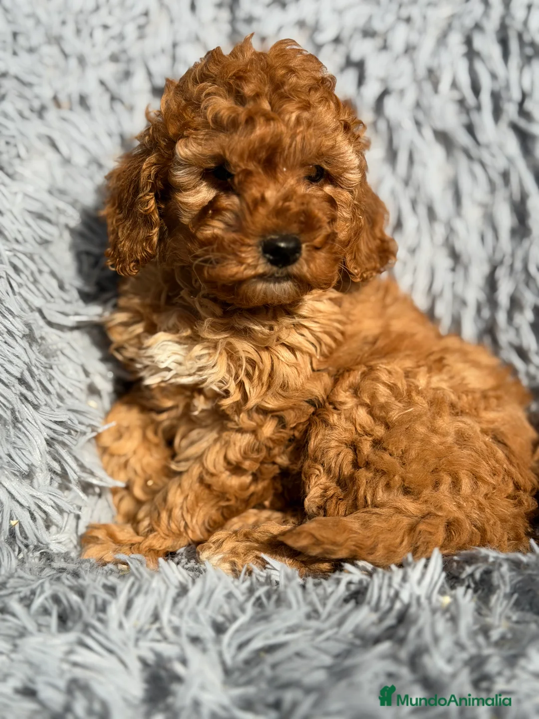 Maltipoo perros en venta: Maltipoo macho F2  - Anuncio 2