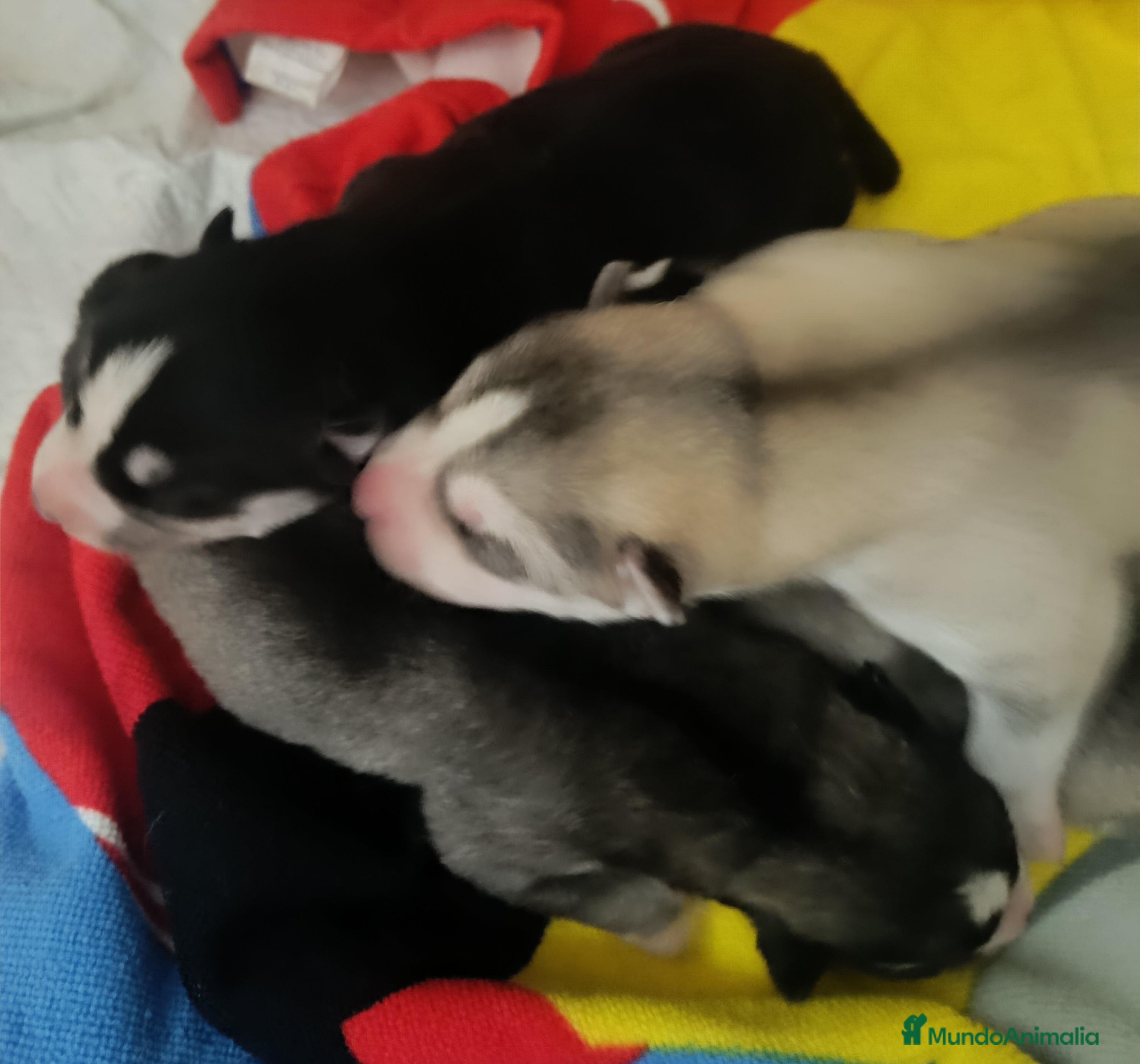 Husky Siberiano perros Husky siberiano camada - Anuncio 1