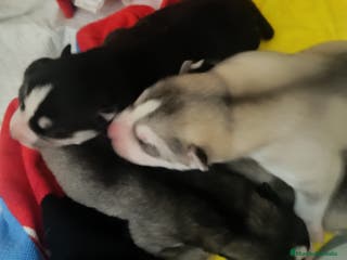 Husky Siberiano perros Husky siberiano camada - Anuncio 2