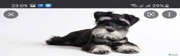 Schnauzer Miniatura perros en venta: Cachorros de Schnauzer miniatura sal y pimienta  - Anuncio 3