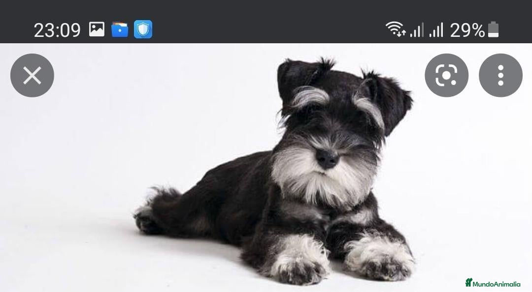 Schnauzer Miniatura perros en venta: Cachorros de Schnauzer miniatura sal y pimienta  - Anuncio 3
