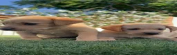 Labrador Retriever perros en venta: LABRADOR RETRIEVER  - Anuncio 14