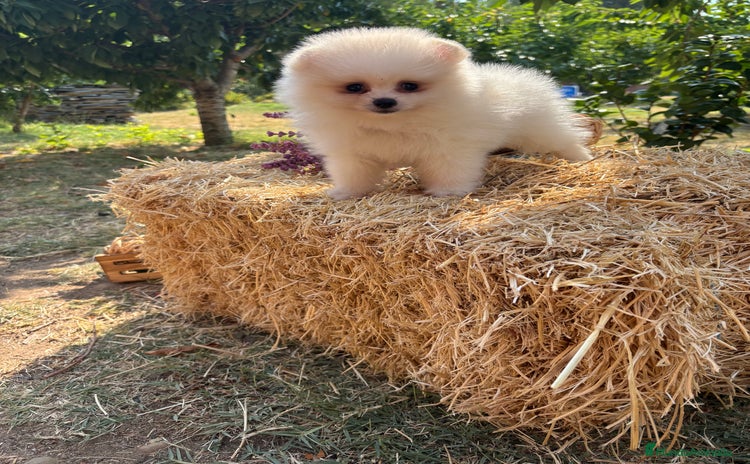 Pomerania perros - Anuncio 4